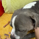 Reivet - Centro de Rehabilitación y Acupuntura Veterinaria (Girona)