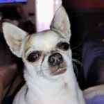 Bassaganyas Veterinària (Olot)