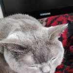 Animal Sapiens (Salt)