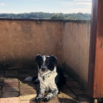 VetSalut (Empuriabrava)