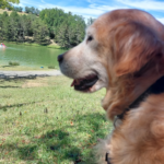 VetSalut (Empuriabrava)