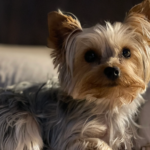 VetSalut (Empuriabrava)