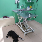 Clínica Veterinaria Canis & Dogs (Figueres)