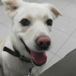 Clínica Veterinaria Canis & Dogs (Figueres)