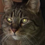 Hospital Veterinari Canis Mas Xirgu (Girona)