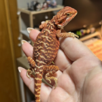 Mundifauna Olot (Olot)