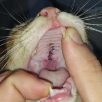 Clínica Veterinaria San Francisco de Asís (Melilla)