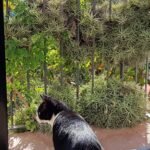 Susana veterinària (Hostalric)