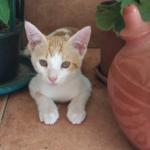Clínica Veterinaria Albeitar (Melilla)
