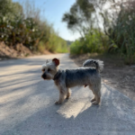 Tresky (Tarragona)