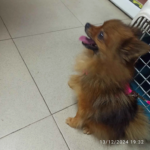 Clínica Veterinaria Real 90 (Ceuta)
