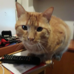 Clínica Veterinaria Salud Animal (Melilla)