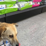 Clínica Veterinaria Albeitar (Melilla)