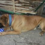 Clínica Veterinaria La Dehesa (Soria)