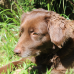 Clínica Veterinaria La Dehesa (Soria)