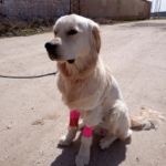 Clínica Veterinaria La Dehesa (Soria)