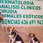 Clínica Veterinaria Salud Animal (Melilla)
