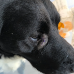 Clínica Veterinaria La Dehesa (Soria)
