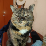 Tàrraco Veterinària (Tarragona)