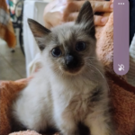 Clínica Veterinària Maite Haya (L'Ametlla de Mar)
