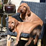 Clínica Veterinària Maite Haya (L'Ametlla de Mar)
