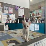 Clínica Veterinaria Mas Iglesias WECAN (Reus)