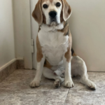 Reivet - Centro de Rehabilitación y Acupuntura Veterinaria (Girona)