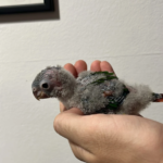 Mundifauna Olot (Olot)