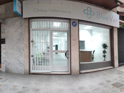 BlueVet Clínica Veterinaria - El Paseo (Gandía)