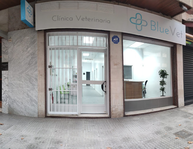 BlueVet Clínica Veterinaria - El Paseo (Gandía)