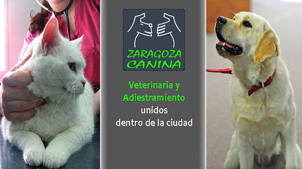 Zaragoza Canina (Zaragoza)