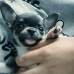 Clínica Veterinària Mendieta (Palamós)