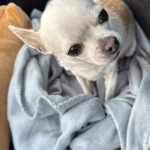 Clínica Veterinària Pou (Platja d'Aro)