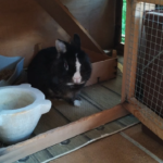 Clinican (Cassà de la Selva)