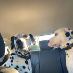 Centre Veterinari Llagostera (Llagostera)