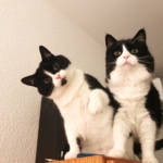 Bis-vet Veterinaris - Bisvet (La Bisbal d'Empordà)