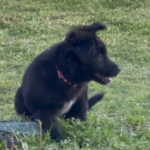 Centre Veterinari Bestioles (Bordils)