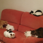 Centro Veterinario Tarragona (Tarragona)