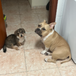 Centro Veterinario Tarragona (Tarragona)
