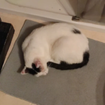 Clínica Veterinària Rodamón (Blanes)