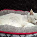 Clínica veterinaria Creu de la mà (Figueres)