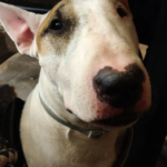 Centre Veterinari Bàscara (Bàscara)