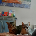 Centre Veterinari La Vall (Les Preses)