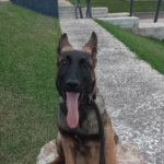 Centre Veterinari Onyar (Vilobí d'Onyar)