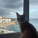 Clínica Veterinària Maite Haya (L'Ametlla de Mar)