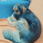 Clínica Veterinària Gat i Gos (Torredembarra)