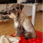 Clínica Veterinària Godall (Salou)