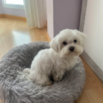 Clínica Veterinària Pou (Platja d'Aro)