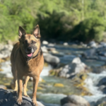 Clínica Veterinària Animalia (Altafulla)