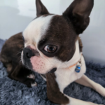 Clínica Veterinària Mendieta (Palamós)